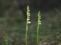 Goodyera repens 28, Dennenorchis, Saxifraga-Hans Dekker