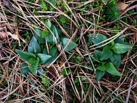 Goodyera repens 29, Dennenorchis, Saxifraga-Hans Dekker