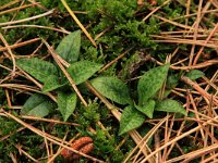 Goodyera repens 33, Dennenorchis, Saxifraga-Hans Boll