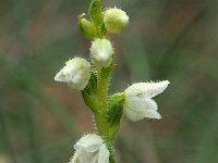 Goodyera repens 41, Dennenorchis, Saxifraga-Hans Dekker