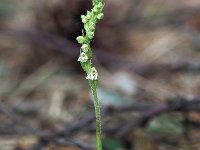 Goodyera repens 44, Dennenorchis, Saxifraga-Hans Dekker