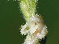 Goodyera repens 45, Dennenorchis, Saxifraga-Hans Dekker