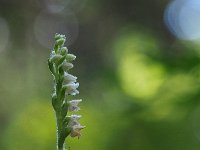 Goodyera repens 46, Dennenorchis, Saxifraga-Hans Dekker