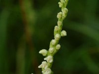 Goodyera repens 5, Dennenorchis, Saxifraga-Marijke Verhagen