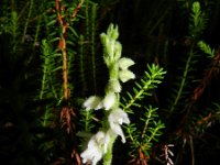 Goodyera repens 51, Dennenorchis, Saxikfraga-Rutger Barendse