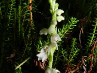 Goodyera repens 52, Dennenorchis, Saxikfraga-Rutger Barendse