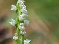 Goodyera repens 57, Dennenorchis, Saxifraga-Hans Dekker