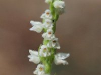 Goodyera repens 58, Dennenorchis, Saxifraga-Hans Dekker