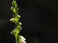 Goodyera repens 6, Dennenorchis, Saxifraga-Hans Dekker