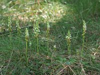 Goodyera repens 63, Dennenorchis, Saxifraga-Hans Dekker