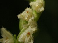 Goodyera repens 7, Dennenorchis, Saxifraga-Marijke Verhagen