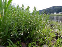 Gratiola officinalis 11, Genadekruid, Saxifraga-Rutger Barendse