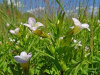 Gratiola officinalis 19, Genadekruid, Saxifraga-Hans Grotenhuis