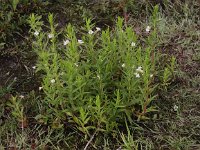 Gratiola officinalis 3, Genadekruid, Saxifraga-Peter Meininger