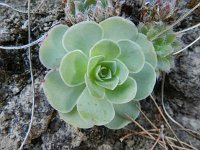 Greenovia aurea 2, Saxifraga-Rutger Barendse