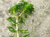 Groenlandia densa 4, Paarbladig fonteinkruid, Saxifraga-Rutger Barendse