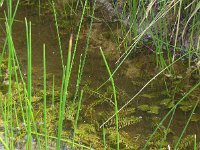 Groenlandia densa 5, Paarbladig fonteinkruid, Saxifraga-Jelle van Dijk