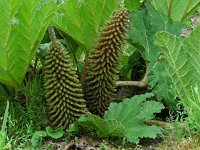 Gunnera tinctoria 2, Reuzenrabarber, Saxifraga-Ed Stikvoort