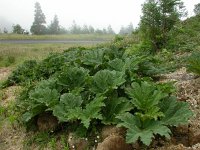 Gunnera tinctoria 3, Reuzenrabarber, Saxifraga-Ed Stikvoort