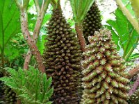 Gunnera tinctoria 6, Reuzenrabarber, Saxifraga-Ed Stikvoort