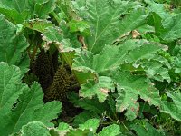 Gunnera tinctoria 7, Reuzenrabarber, Saxifraga-Ed Stikvoort