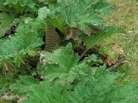 Gunnera tinctoria 8, Reuzenrabarber, Saxifraga-Ed Stikvoort