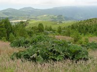 Gunnera tinctoria 9, Reuzenrabarber, Saxifraga-Ed Stikvoort