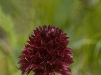 Gymnadenia cenisia 2, Saxifraga-Willem van Kruijsbergen