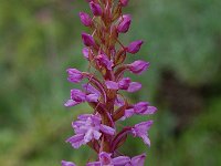 Gymnadenia conopsea 10, Grote muggenorchis, Saxifraga-Willem van Kruijsbergen