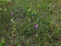 Gymnadenia conopsea 100, Grote muggenorchis, Saxifraga-Hans Boll