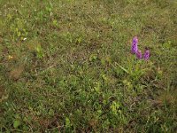 Gymnadenia conopsea 103, Grote muggenorchis, Saxifraga-Hans Boll