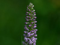 Gymnadenia conopsea 107, Grote muggenorchis, Saxifraga-Dirk Hilbers