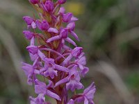 Gymnadenia conopsea 11, Grote muggenorchis, Saxifraga-Willem van Kruijsbergen