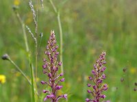 Gymnadenia conopsea 110, Grote muggenorchis, Saxifraga-Hans Dekker