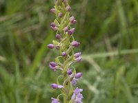 Gymnadenia conopsea 117, Grote muggenorchis, Saxifraga-Willem van Kruijsbergen