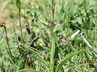 Gymnadenia conopsea 119, Grote muggenorchis, Saxifraga-Sonja Bouwman  730. Grote muggenorchis - Gymnadenia conopsea - Orchidaceae familie (i)