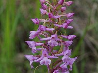 Gymnadenia conopsea 14, Grote muggenorchis, Saxifraga-Willem van Kruijsbergen