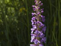 Gymnadenia conopsea 17, Grote muggenorchis, Saxifraga-Marijke Verhagen