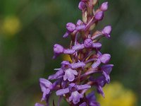 Gymnadenia conopsea 18, Grote muggenorchis, Saxifraga-Willem van Kruijsbergen