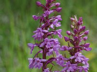 Gymnadenia conopsea 20, Grote muggenorchis, Saxifraga-Willem van Kruijsbergen