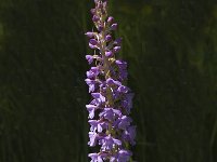 Gymnadenia conopsea 21, Grote muggenorchis, Saxifraga-Marijke Verhagen