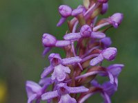 Gymnadenia conopsea 22, Grote muggenorchis, Saxifraga-Willem van Kruijsbergen