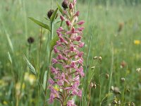 Gymnadenia conopsea 26, Grote muggenorchis, Saxifraga-Hans Dekker