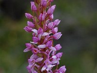 Gymnadenia conopsea 27, Grote muggenorchis, Saxifraga-Willem van Kruijsbergen