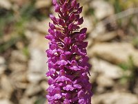 Gymnadenia conopsea 29, Grote muggenorchis, Saxifraga-Hans Dekker