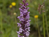 Gymnadenia conopsea 33, Grote muggenorchis, Saxifraga-Willem van Kruijsbergen