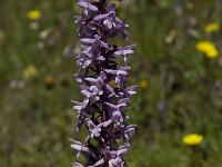 Gymnadenia conopsea 35, Grote muggenorchis, Saxifraga-Willem van Kruijsbergen