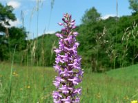 Gymnadenia conopsea 42, Grote muggenorchis, Saxifraga-Jan Willem Jongepier