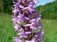 Gymnadenia conopsea 43, Grote muggenorchis, Saxifraga-Jan Willem Jongepier