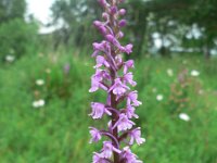 Gymnadenia conopsea 44, Grote muggenorchis, Saxifraga-Jan Willem Jongepier